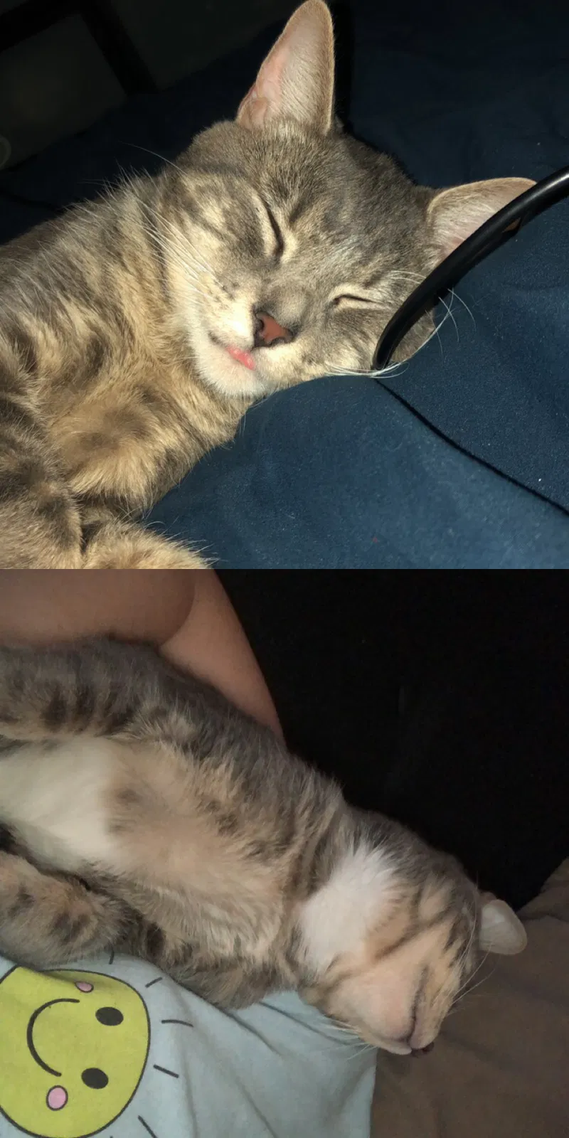 Lost cat in Carmichael, CA, 95608