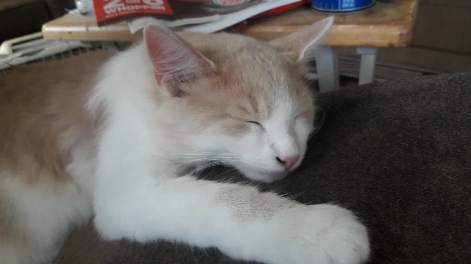 Lost cat in Stow, OH, 44224