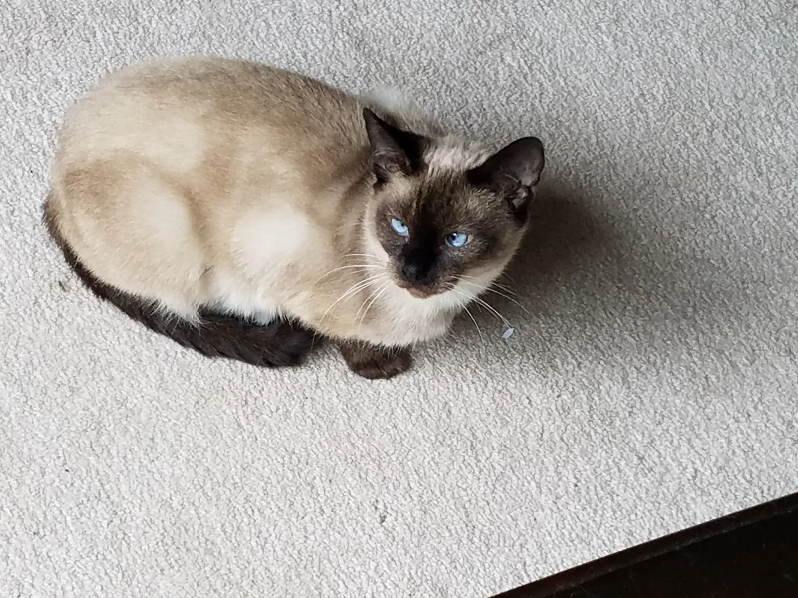 Lost cat in Scottdale, GA, 30079
