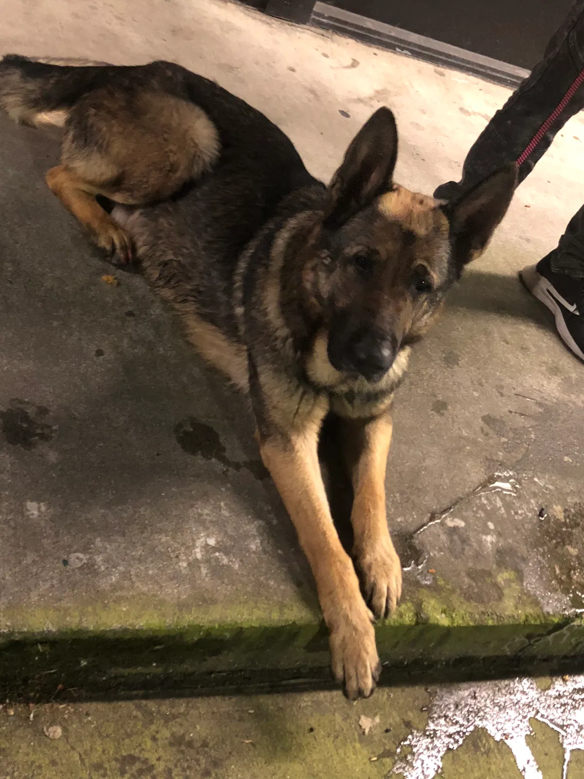 Found dog in Stockton, CA, 95209