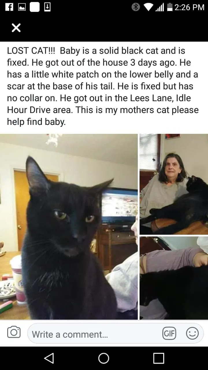Lost cat in Louisville, KY, 40216