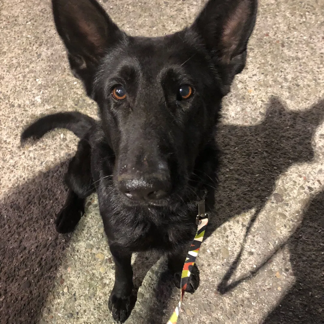 Found dog in Stockton, CA, 95209