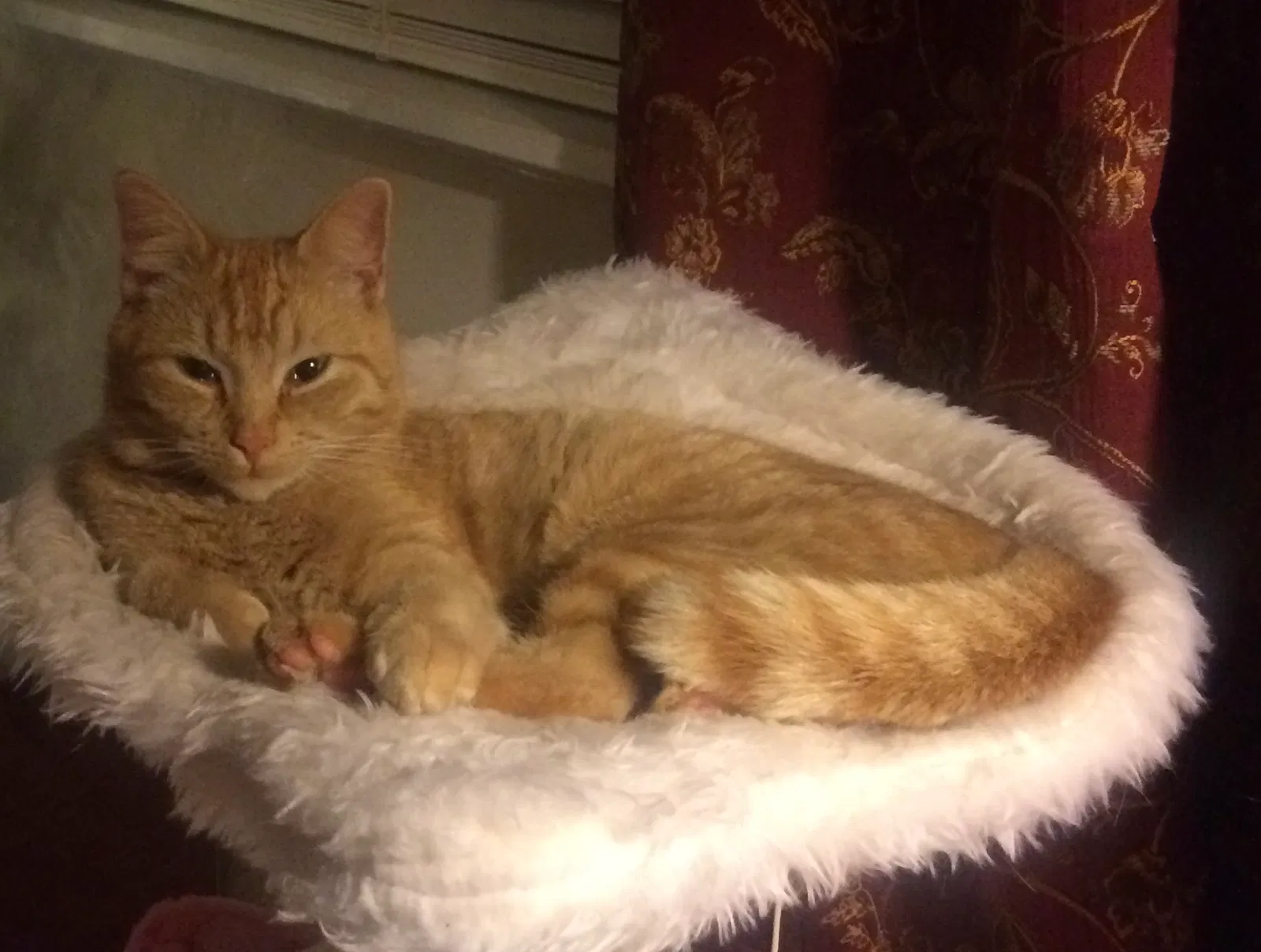 Lost cat in Williamston, SC, 29697