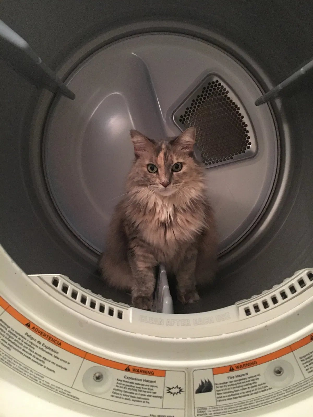 Lost cat in Duncan, SC, 29334