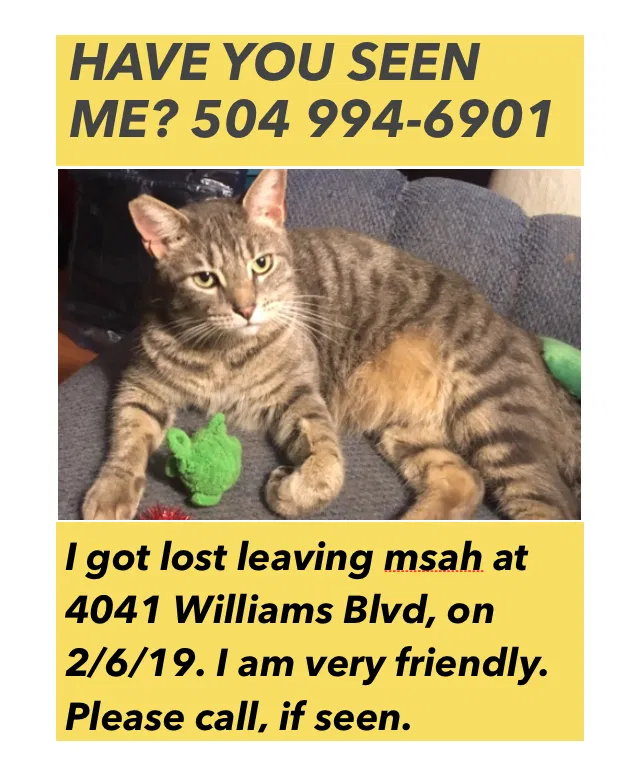 Lost cat in Kenner, LA, 70065