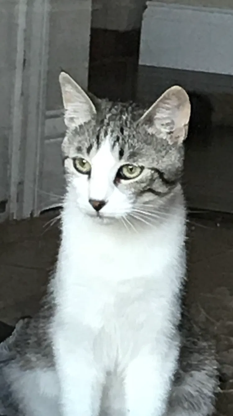 Lost cat in Levelland, TX, 79336