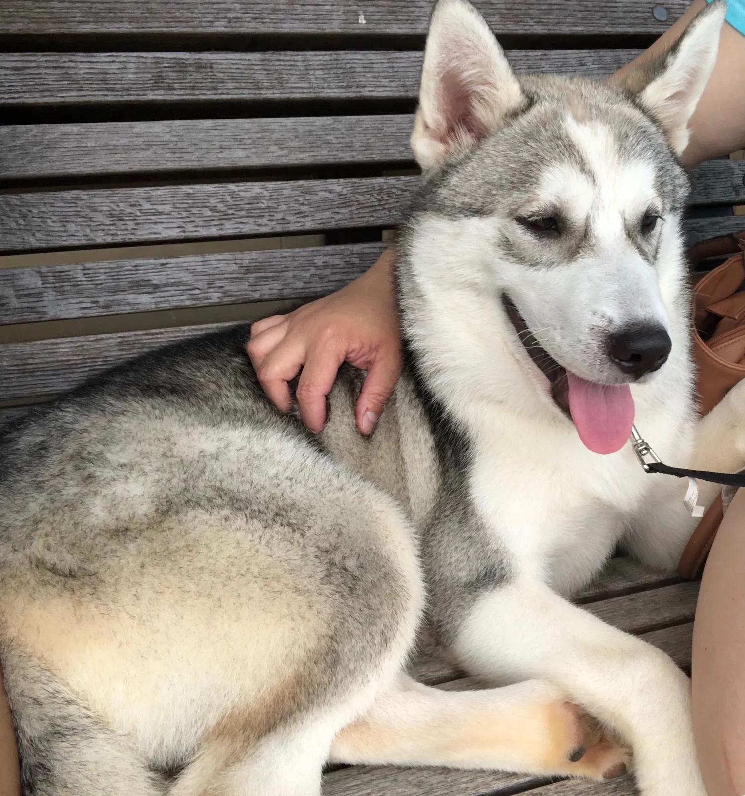 Lost dog in Atlanta, GA, 30340