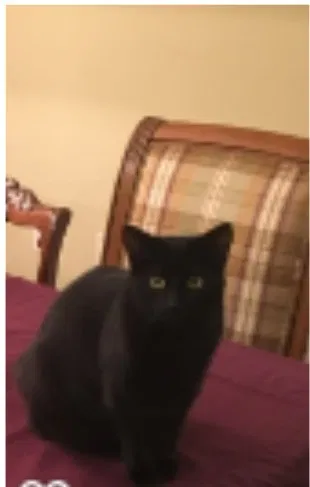 Lost cat in Miami, FL, 33156