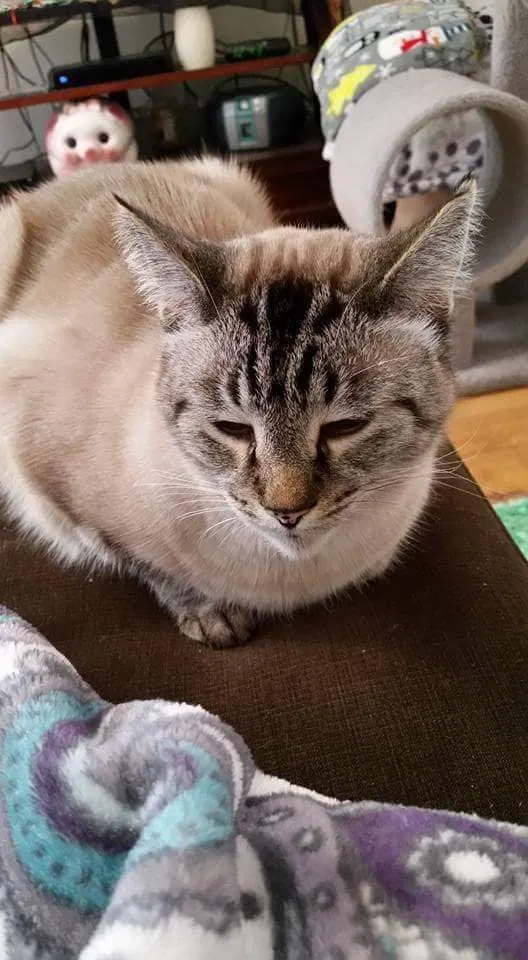 Lost cat in Sequim, WA, 98382