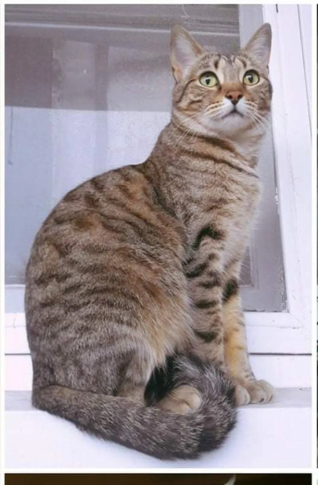 Lost cat in Louisville, KY, 40205