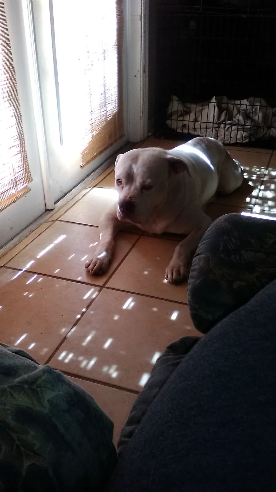 Lost dog in Kathleen, FL, 33849