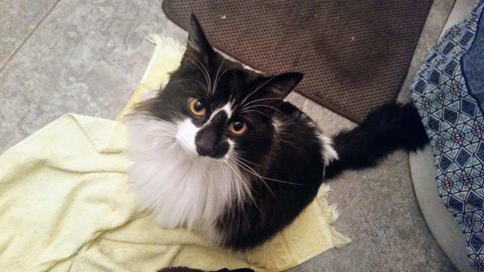 Lost cat in Marrero, LA, 70072