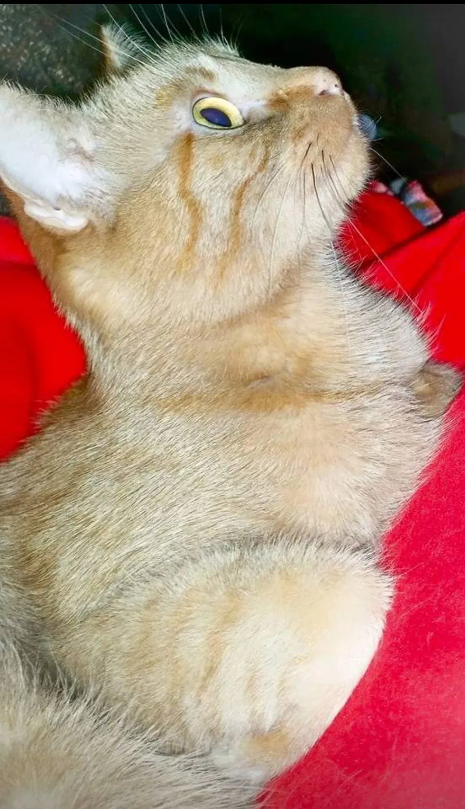 Lost cat in Wichita, KS, 67209