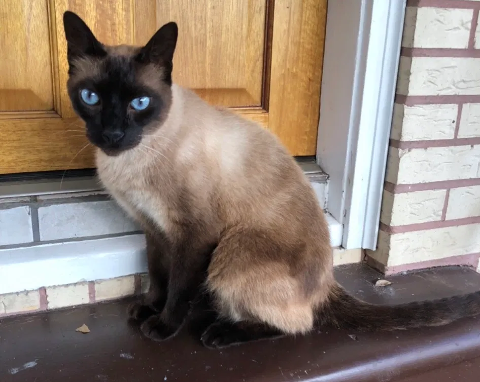 Lost cat in Metairie, LA, 70001