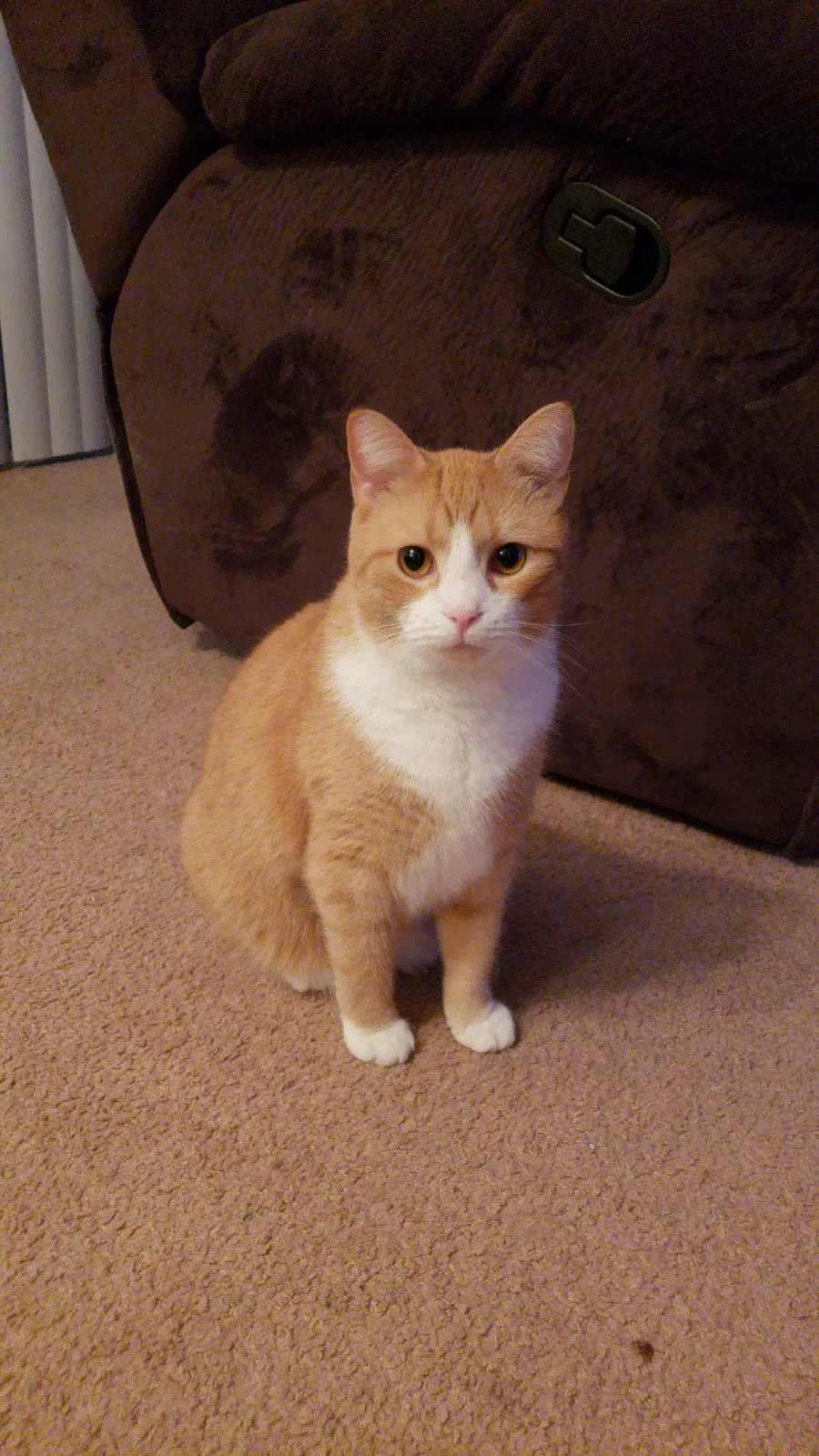 Lost cat in Harrisburg, PA, 17113