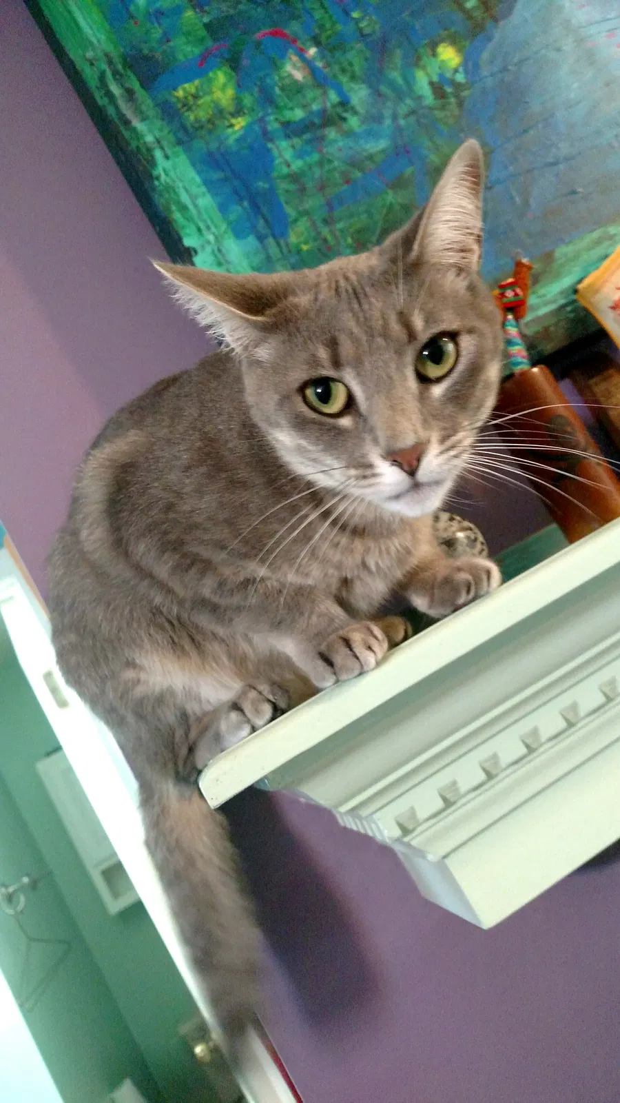 Lost cat in Central, SC, 29630