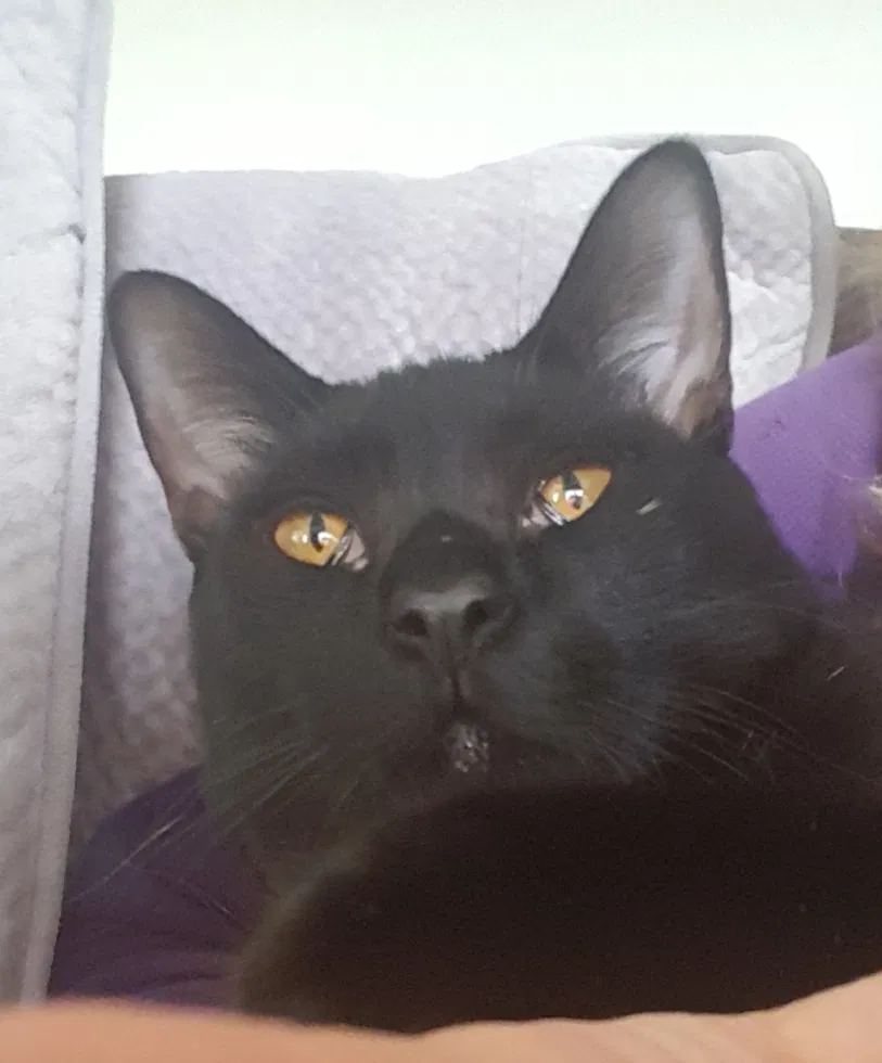 Lost cat in San Clemente, CA, 92673