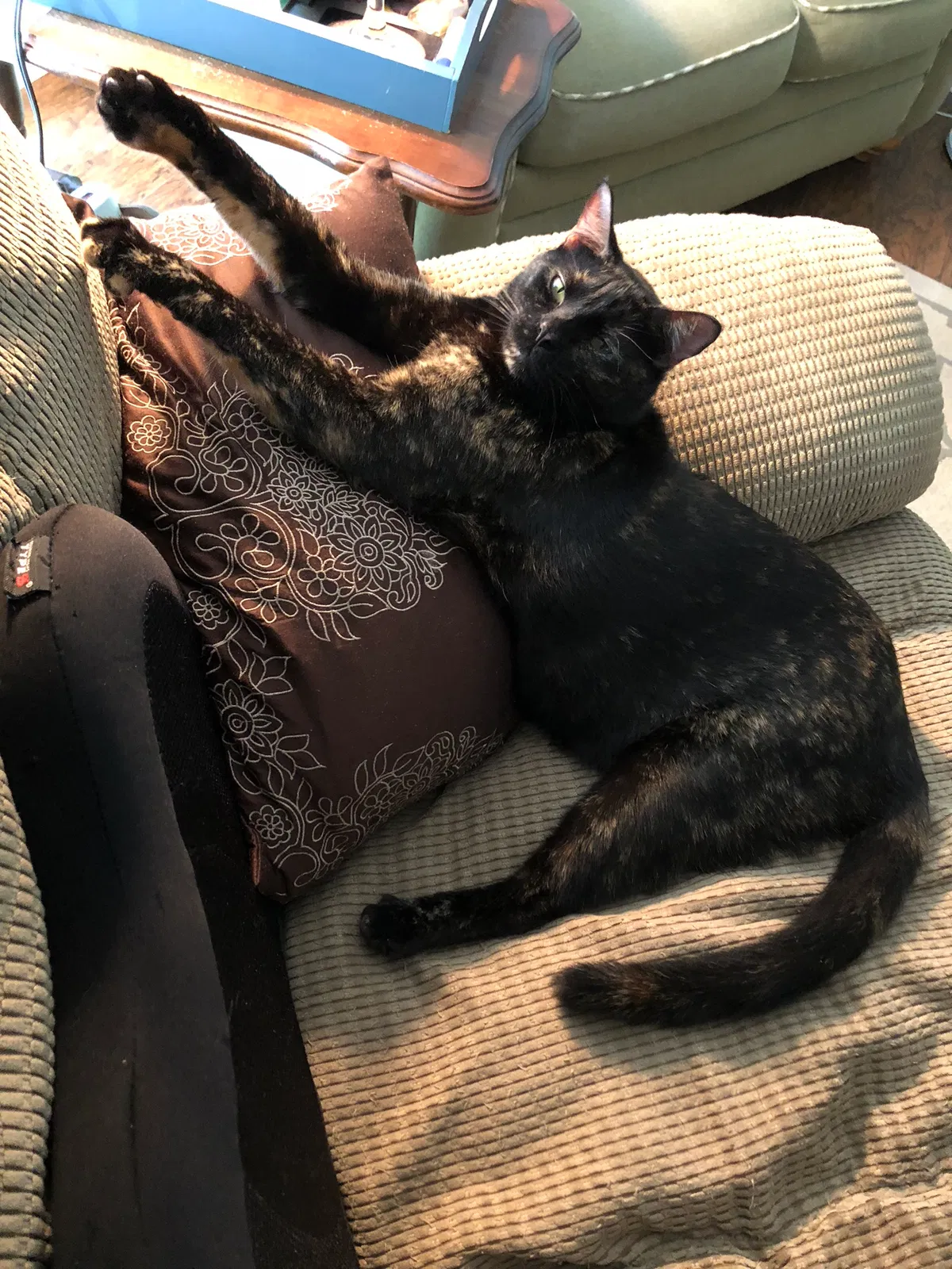 Lost cat in Keystone Heights, FL, 32656
