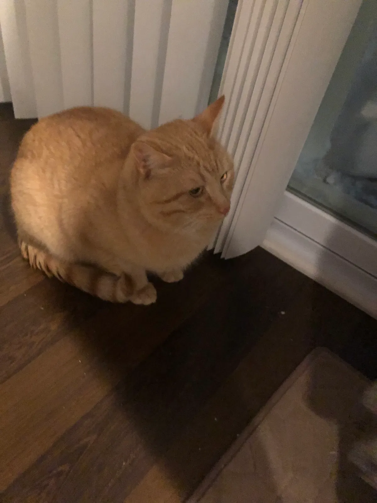 Lost cat in Grand Rapids, MI, 49508