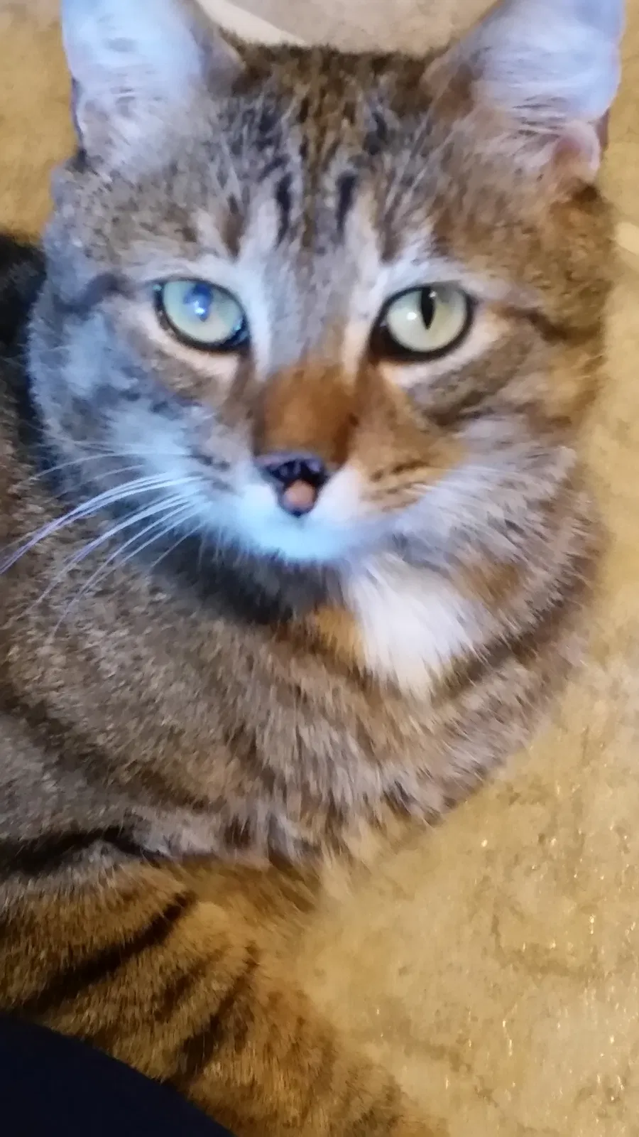 Lost cat in Great Falls, SC, 29055