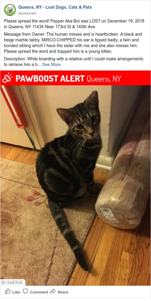 Lost cat in Jamaica, NY, 11434