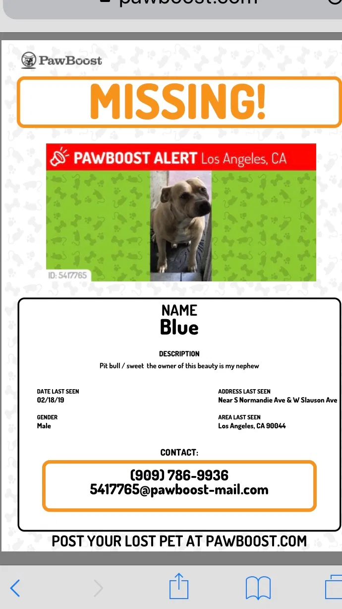 Lost dog in Los Angeles, CA, 90044