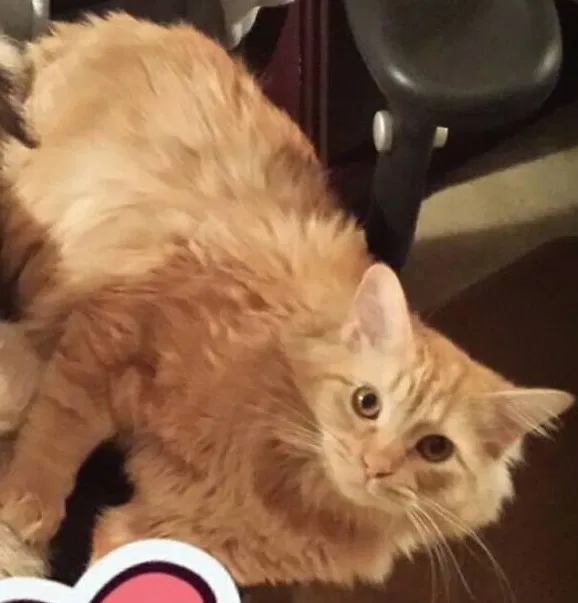 Lost cat in Lincolnton, NC, 28092