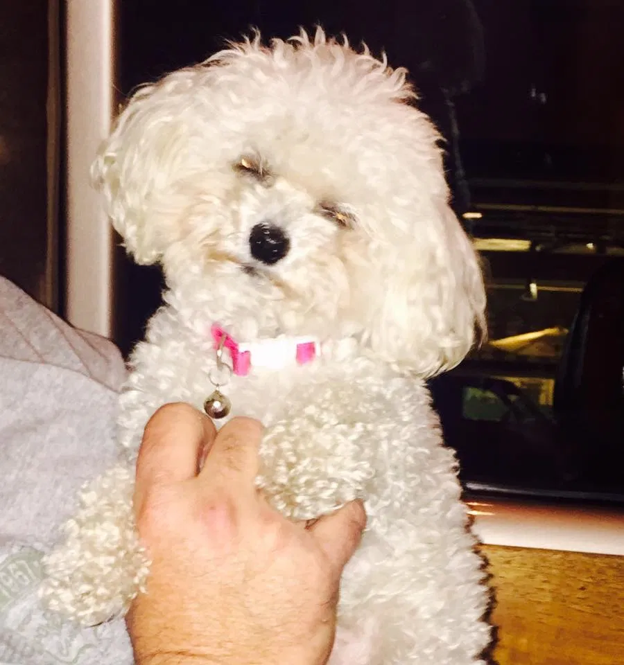 Lost dog in Palo Alto, CA, 94303