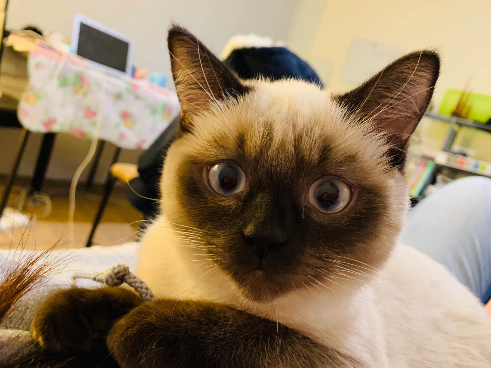 Lost cat in Seattle, WA, 98133