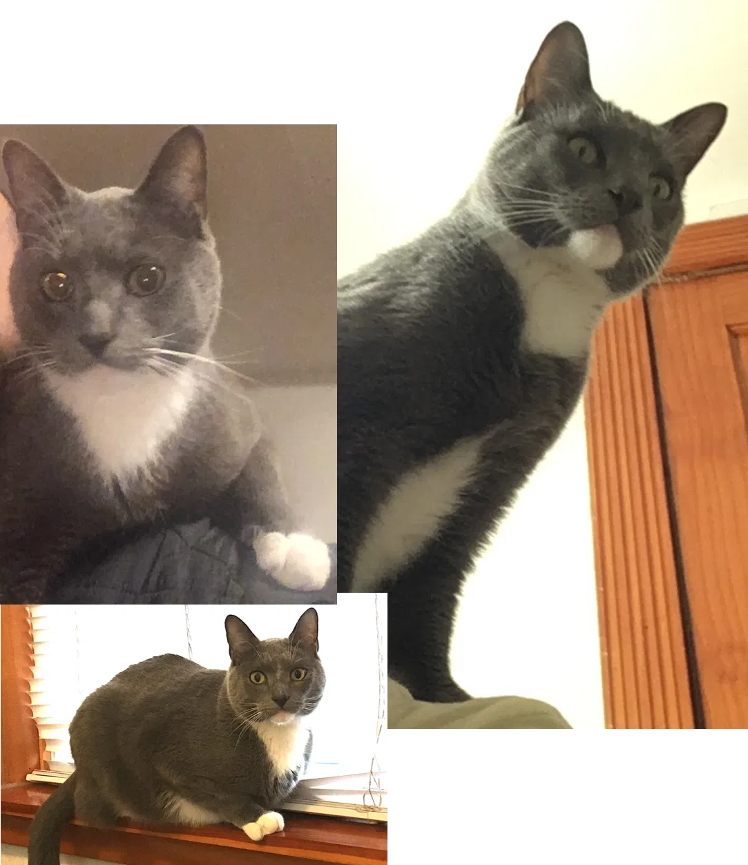 Missing Cat