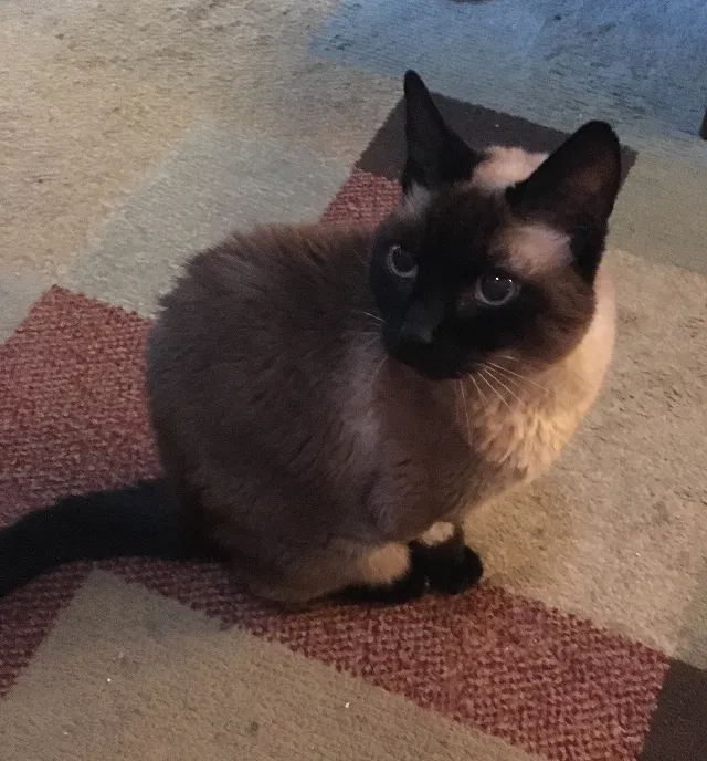 Lost cat in Kenner, LA, 70065