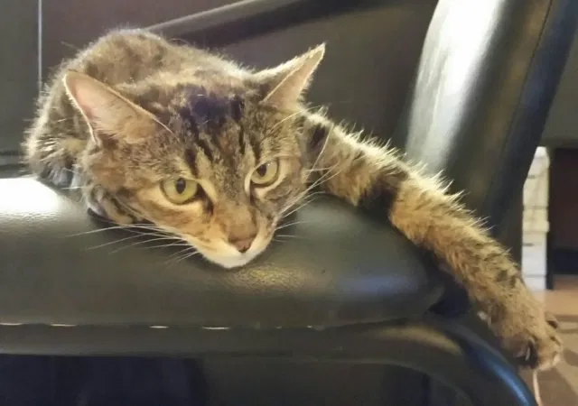 Lost cat in Costa Mesa, CA, 92627