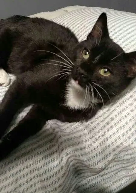 Lost cat in Saint George, UT, 84770