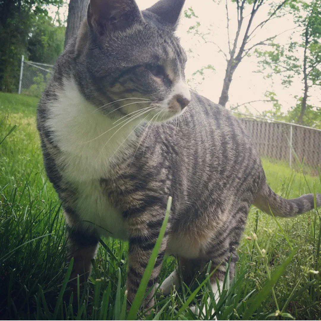 Lost cat in Lynchburg, VA, 24503