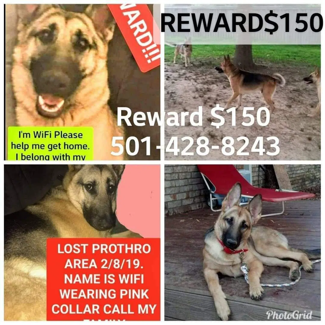 Lost dog in North Little Rock, AR, 72117