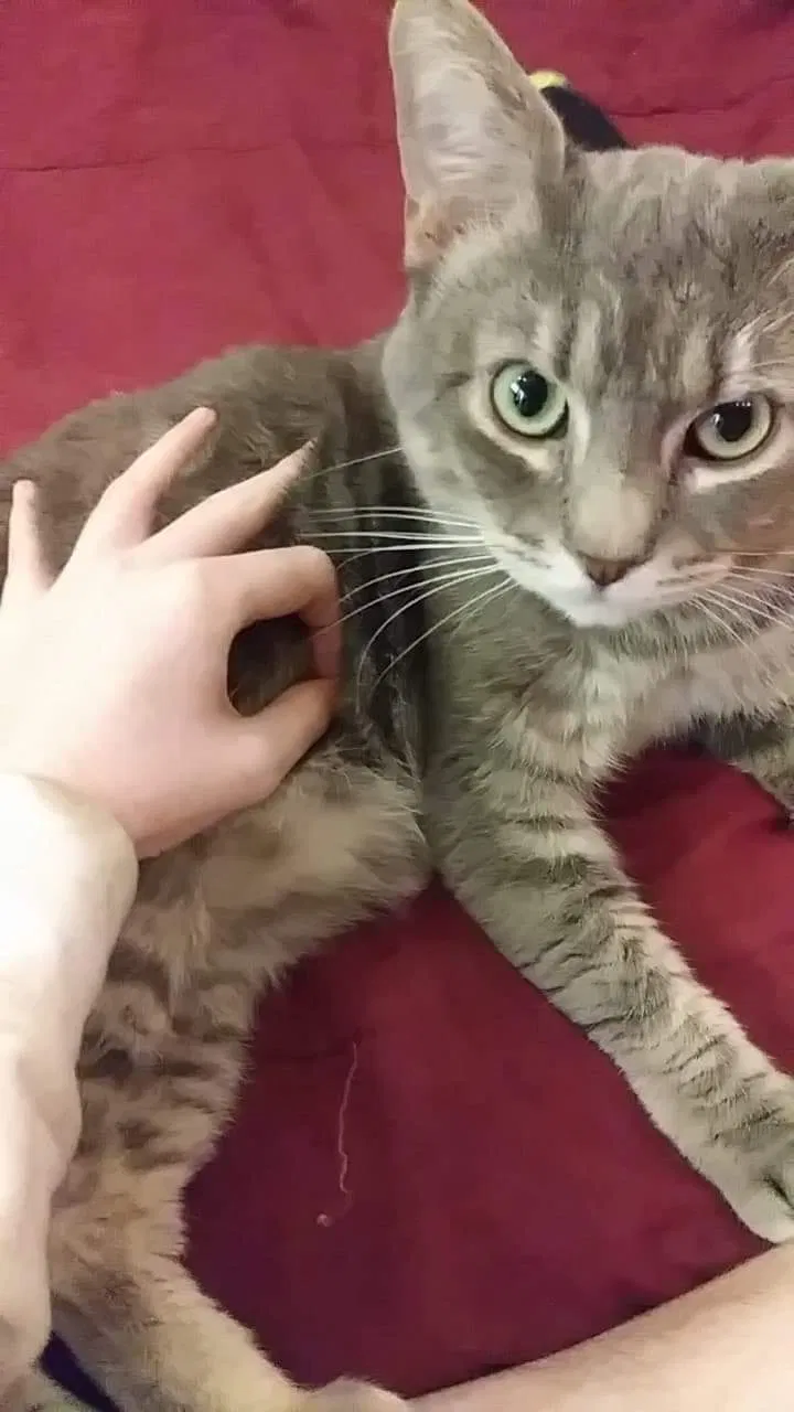 Lost cat in Mesa, AZ, 85210