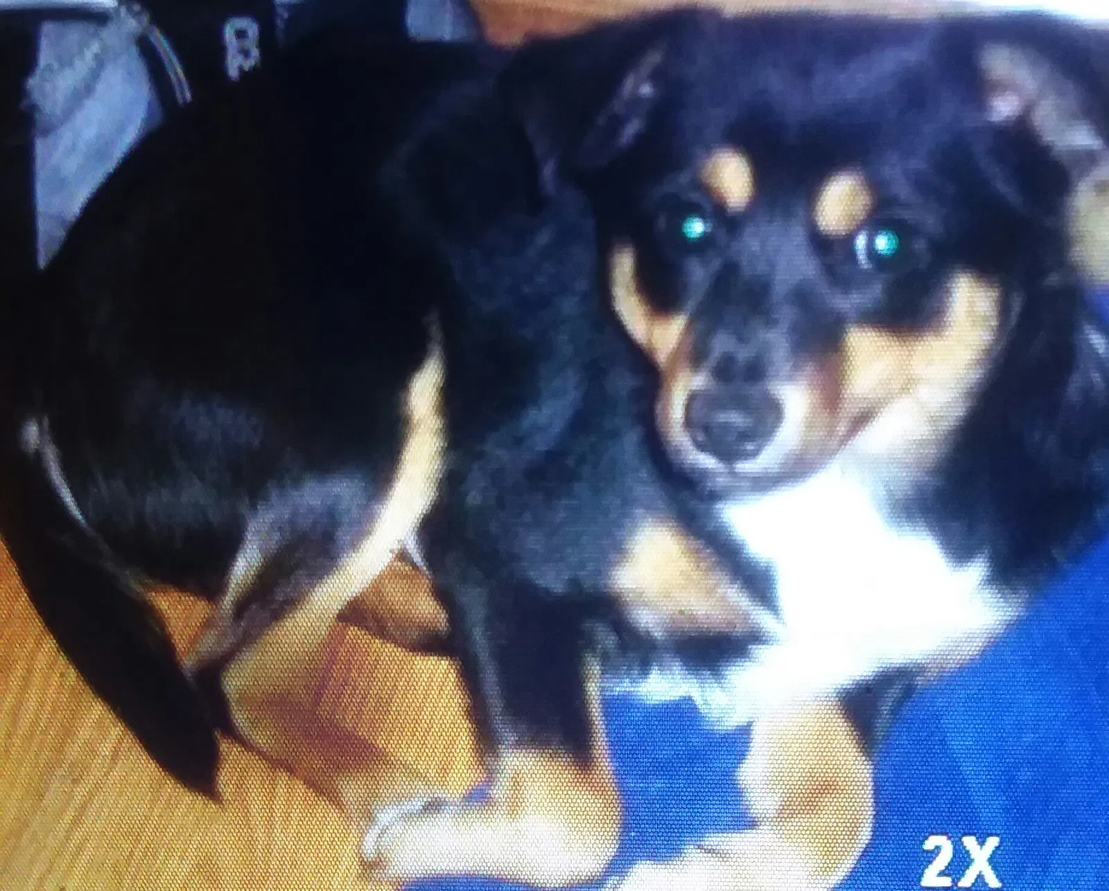 Lost dog in Columbus, OH, 43228