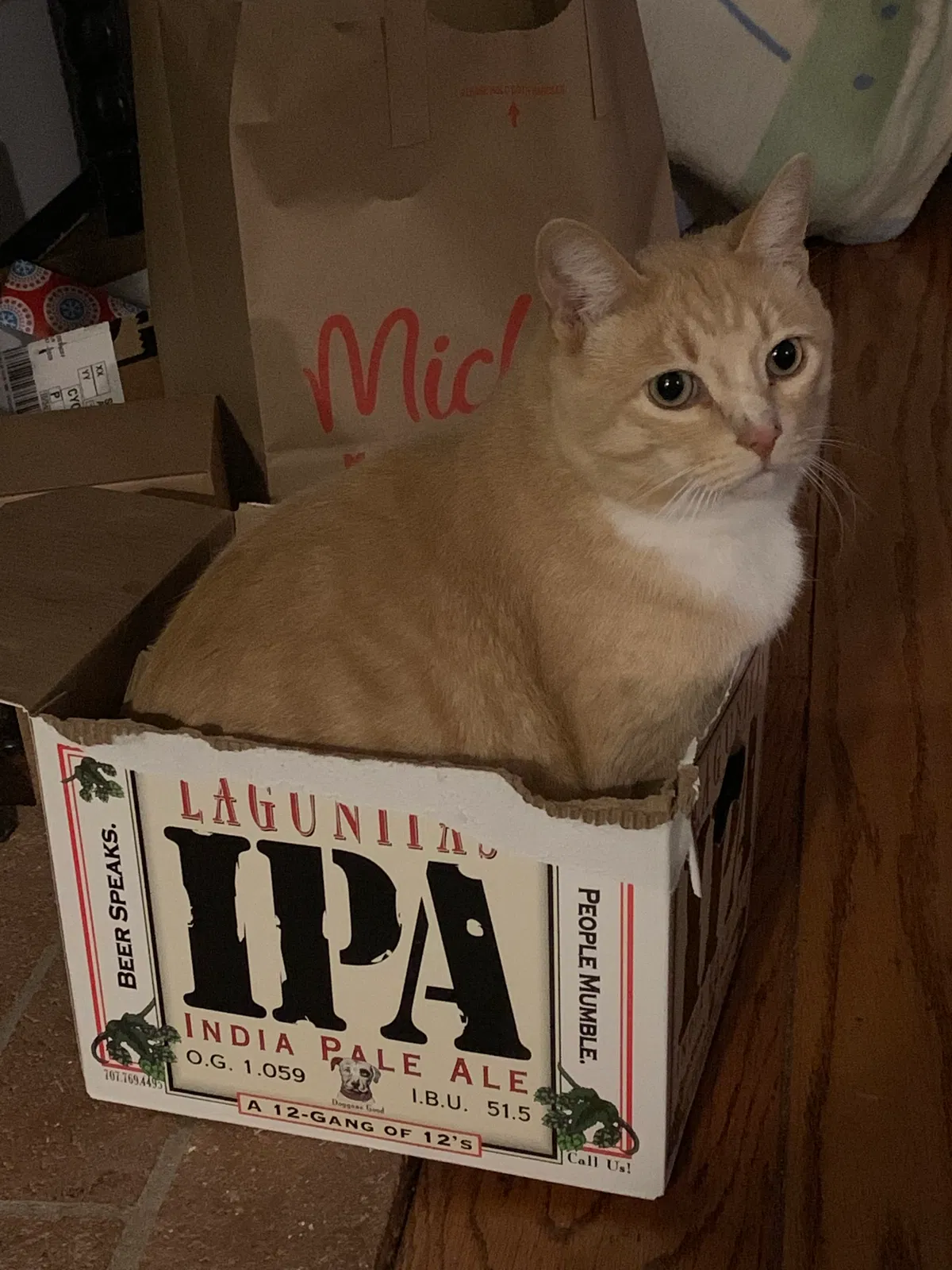 Lost cat in Novato, CA, 94947
