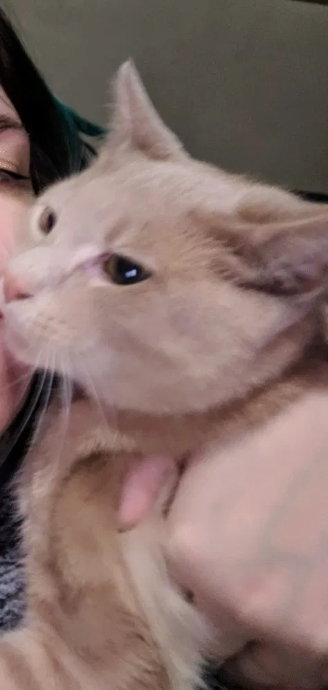 Lost cat in Pinckney, MI, 48169