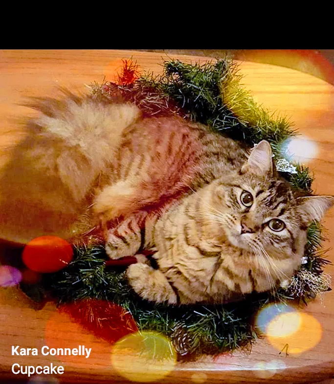 Lost cat in Cocoa, FL, 32922