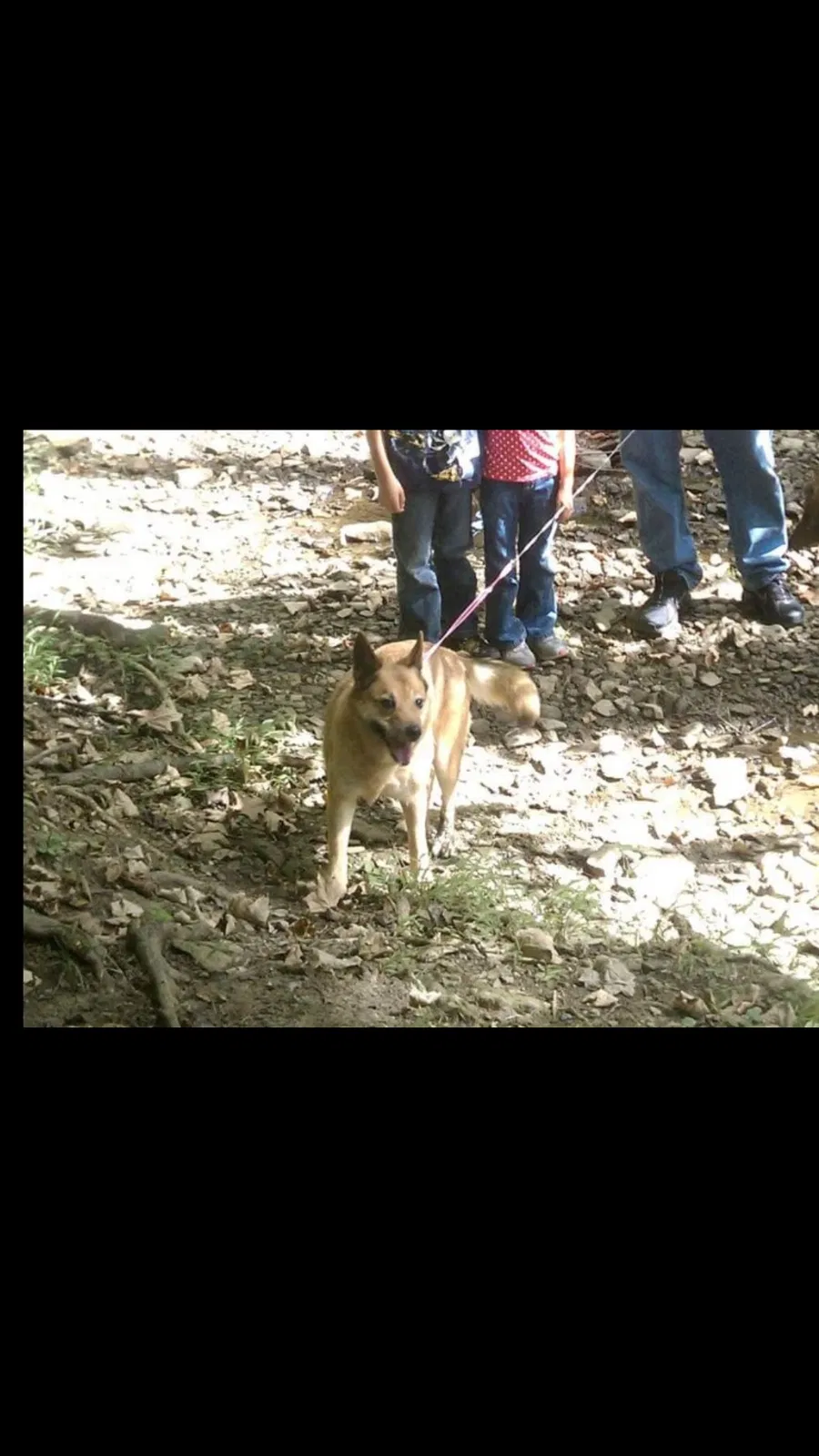 Lost dog in Columbia, MD, 21044