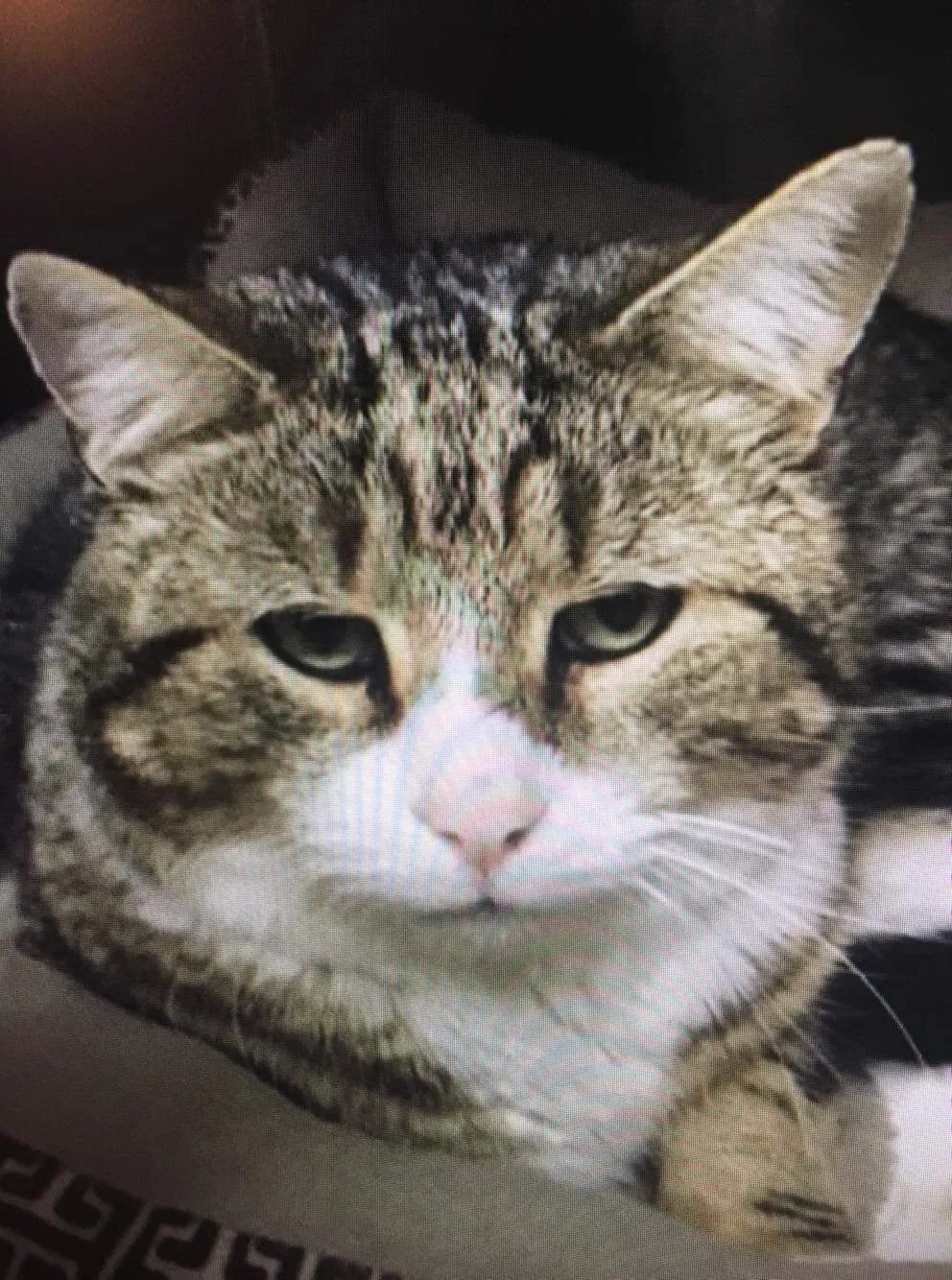 Lost cat in Tilton, NH, 3276
