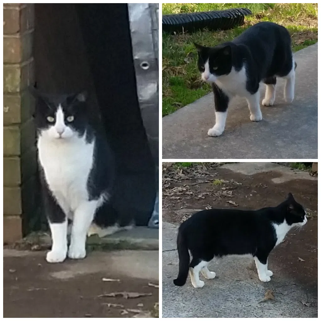 Lost cat in Kannapolis, NC, 28083