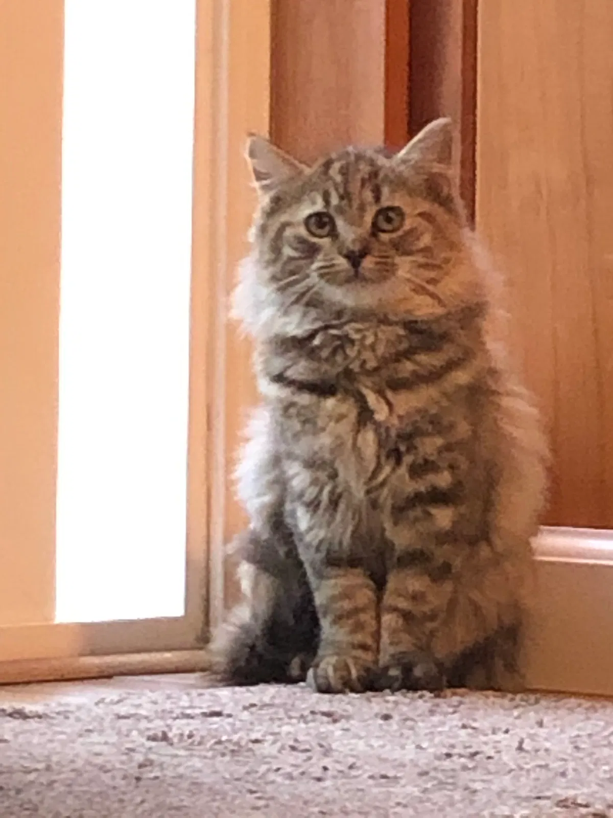 Lost cat in Staten Island, NY, 10306