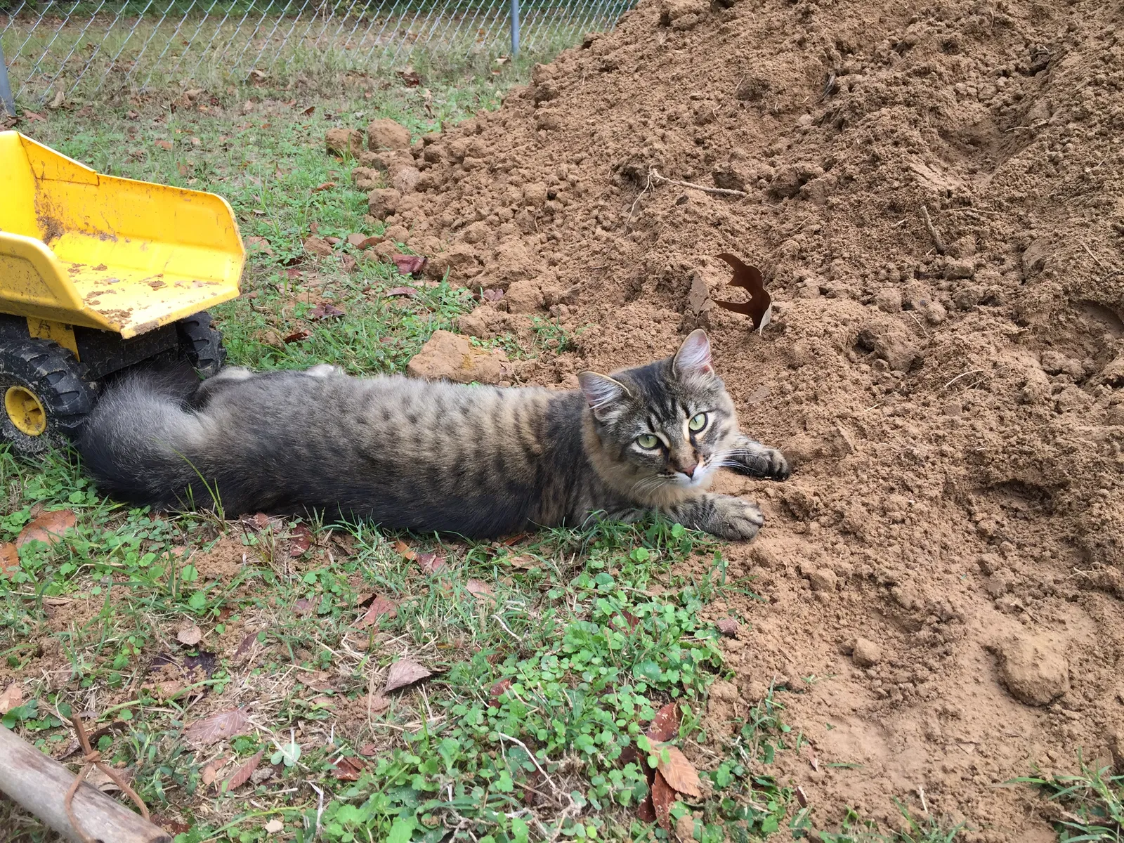 Lost cat in Mount Vernon, TX, 75457