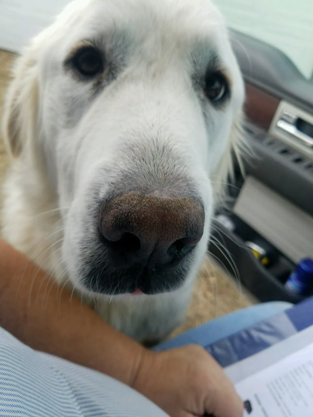 Lost dog in Mount Pleasant, TX, 75455