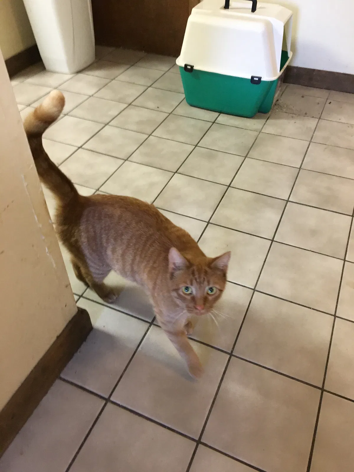 Lost cat in Buffalo, NY, 14210