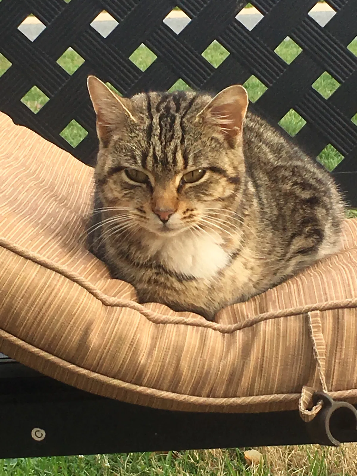 Found cat in Monroe, NC, 28110
