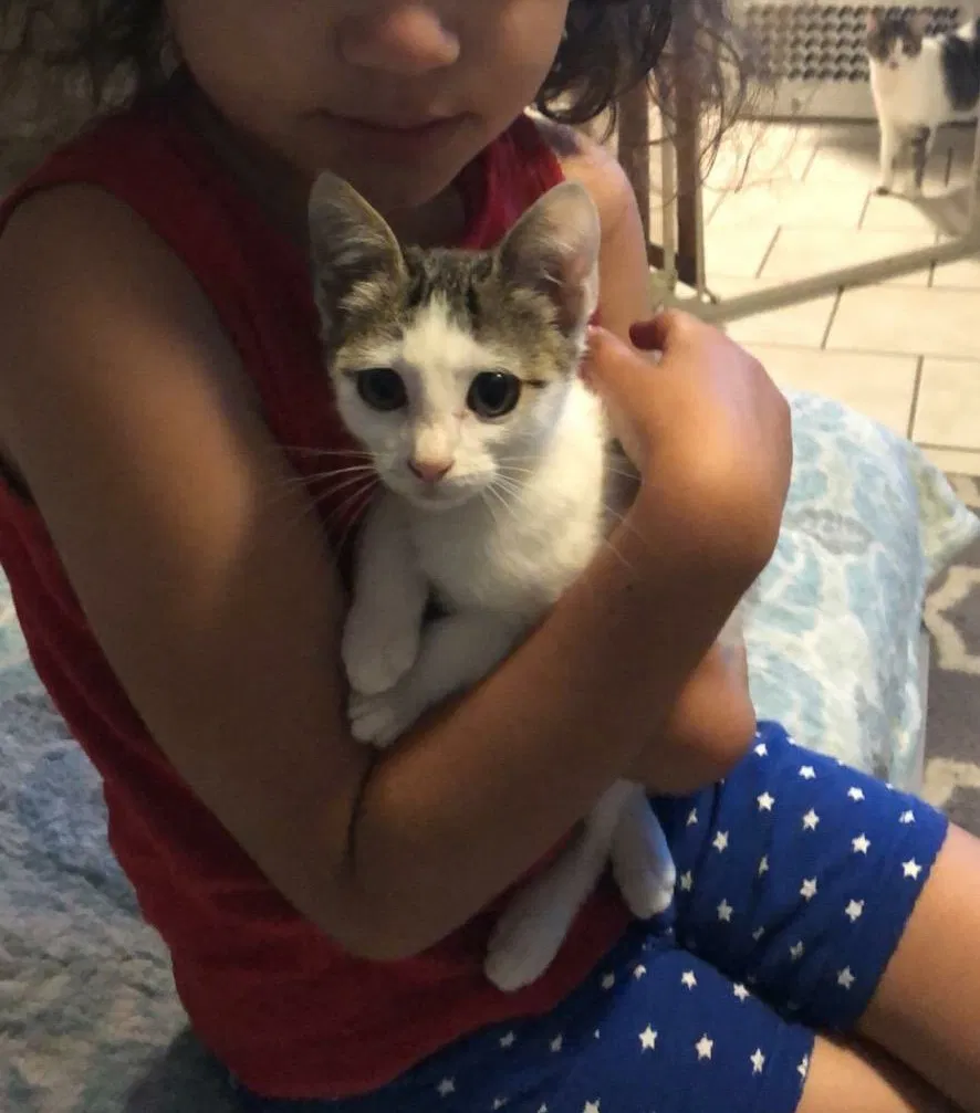 Lost cat in Corpus Christi, TX, 78413