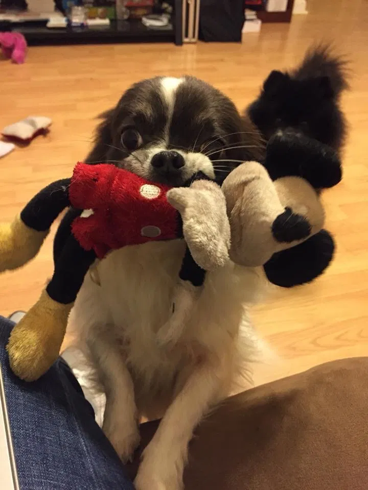 Lost dog in Leesville, SC, 29070